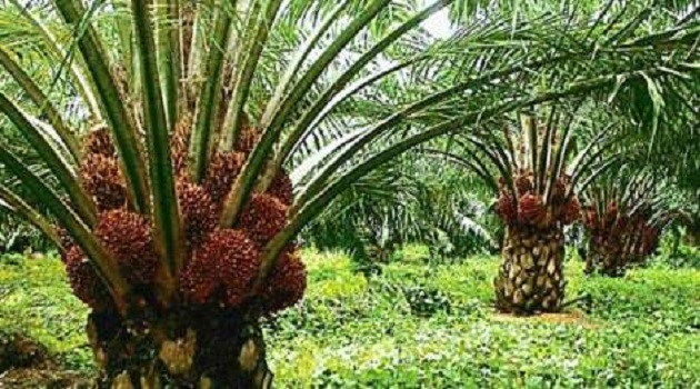 Ghana to become regional top performer in palm oil production