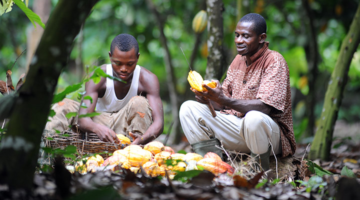 Incentivize farmers to venture into cocoa farming, says expert