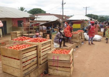 Tomato shortage looms following traders and transporters’ strike