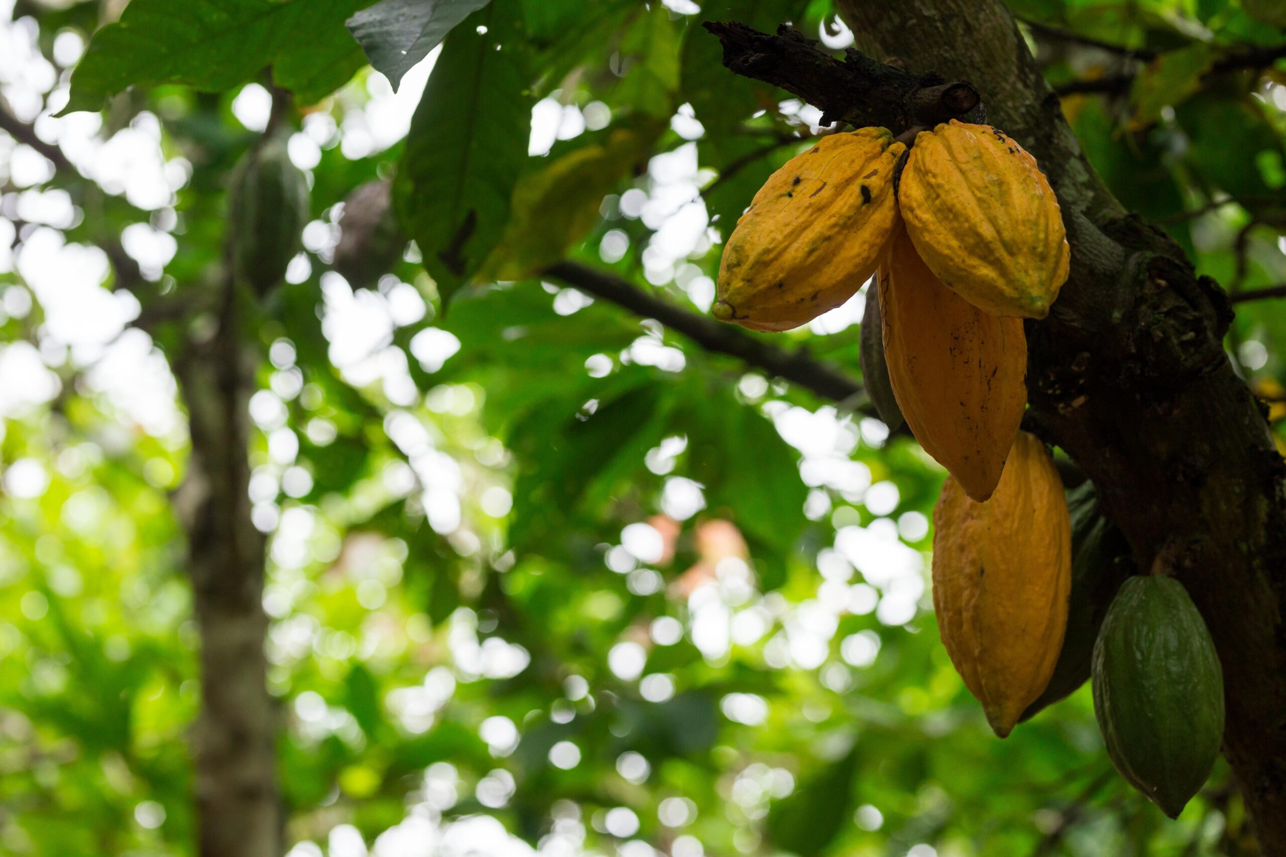 In Fairtrade partnership, Côte d’Ivoire cocoa farmers take key steps towards data ownership, ‘first mile’ traceability