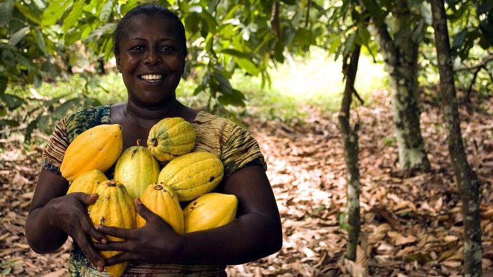 Cadbury Farmer Resilience Fund supports thousands of Women to improve their Income in Cocoa Growing Communities