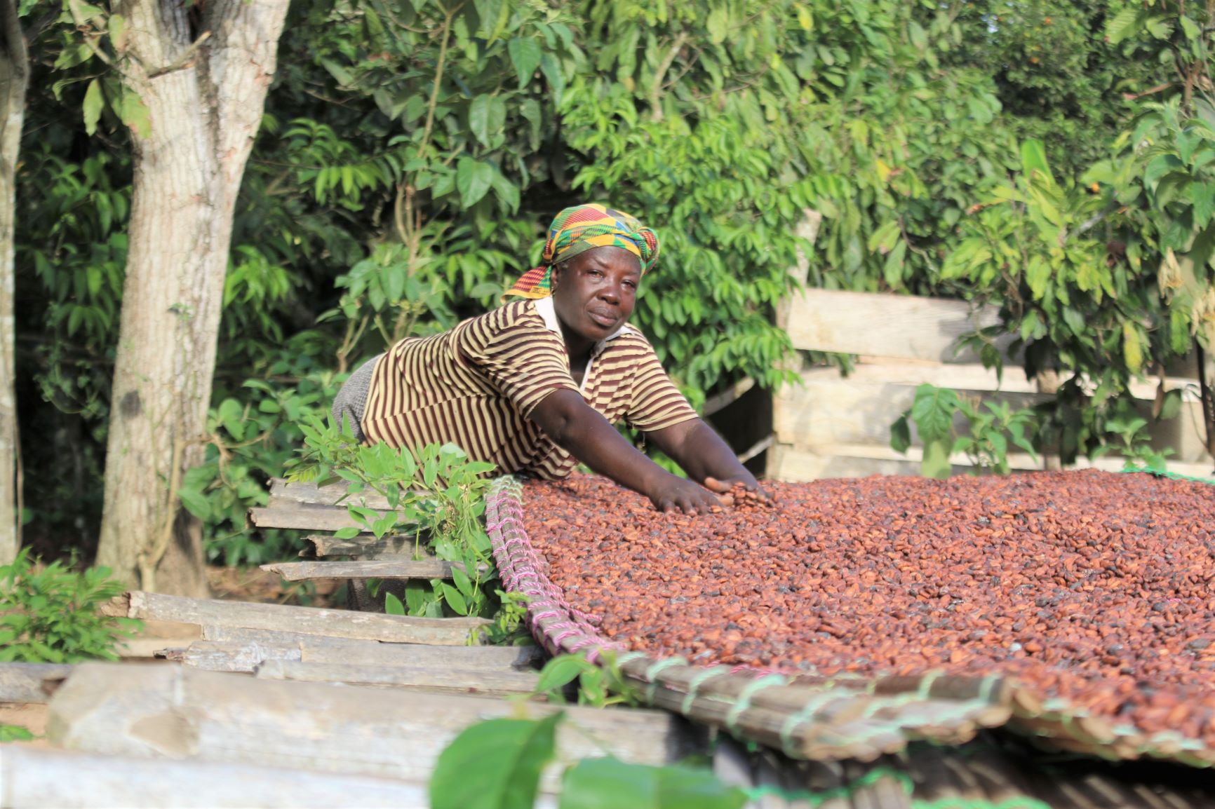 Shading the cocoa trees for people and nature