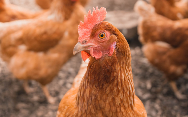 Bird flu Scare Hits Poultry Industry In Ghana