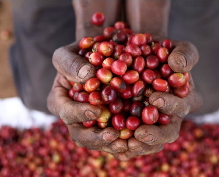 Co-Op commits International Aid Investment and launches Climate Change Commitments for Fairtrade Producers 