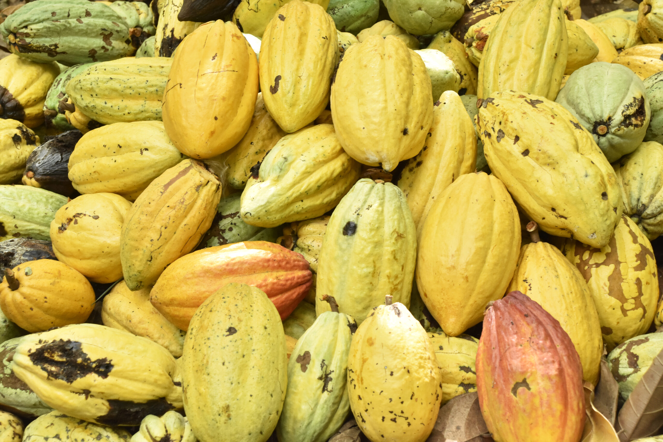 In West Africa, Fairtrade Cocoa Programme Delivers Strong Results, Says New Study