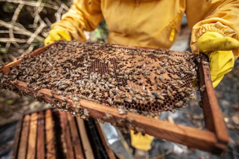 There’s Money In Honey: Webinar to Highlight How Supporting West African Farmers’ Beekeeping Initiatives is a Win for Farmers, Agribusinesses, and the Environment