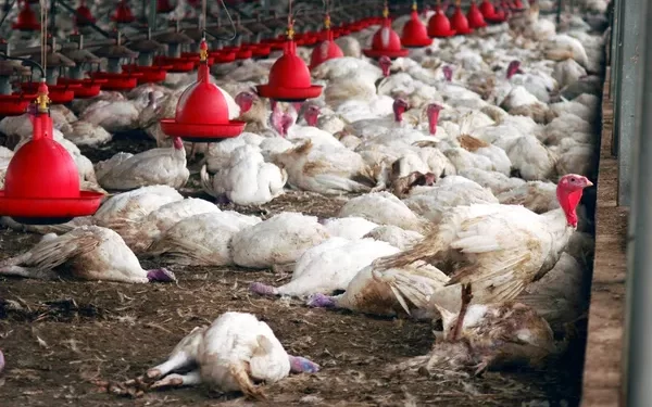 Poultry farmers blame reoccurrence of bird flu on delayed disinfection exercise