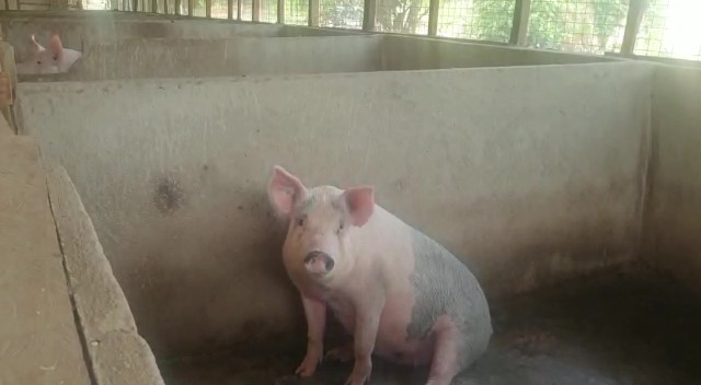 Veterinarians dispatched to Tepa, Asokwa as Ashanti detects African Swine Fever
