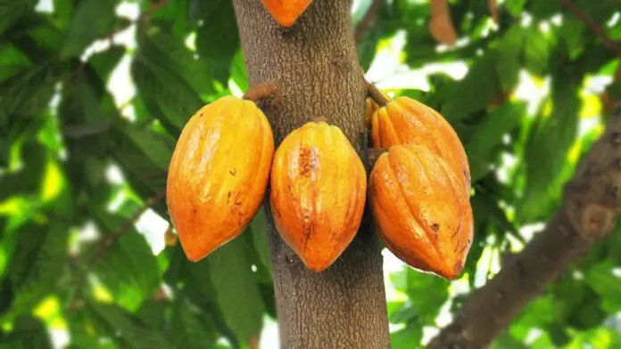 Ghana’s cocoa sector failing – Akandoh