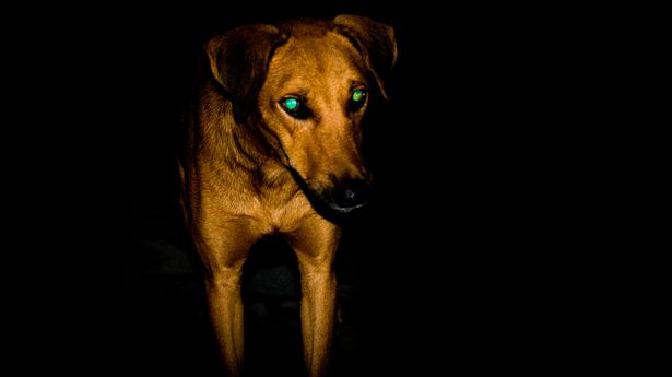 Expert explains how Dogs see the World and why Eyes glow in the Dark