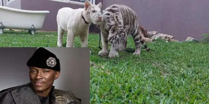 It’s nice to be with tigers – Trainer of Freedom’s animals speaks