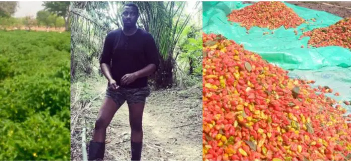 Dumelo celebrates bountiful pepper harvest