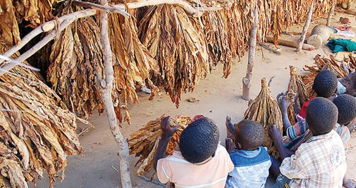 The 5th Global Conference on the Elimination of Child Labour should ensure that the Tobacco Industry is kept away from efforts to end Child Labour in Tobacco Farms