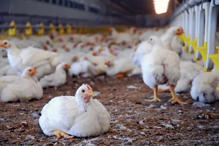Poultry: Cost of production has gone up due to factors beyond govt’s control – Agric Minister