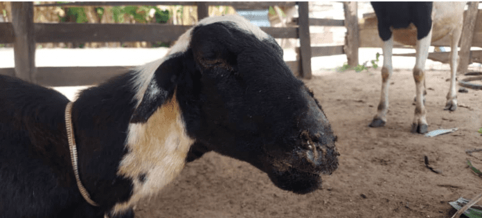 “The disease has affected 17 of my livestocks but 10 have died so far. This disease is fatal and new to us. The affected animal is unable to breathe properly and also grow lean.Within 3 days, it dies.