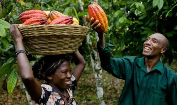 A future NDC gov’t will not short-change you – NDC MPs tell cocoa farmers