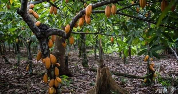 Cocoa farmers embrace pensions scheme