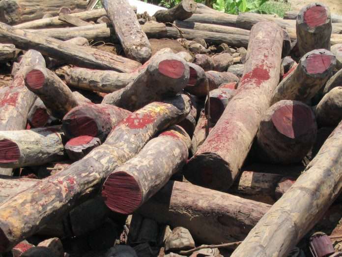 Two granted GhC40,000.00 bail each for illegal logging