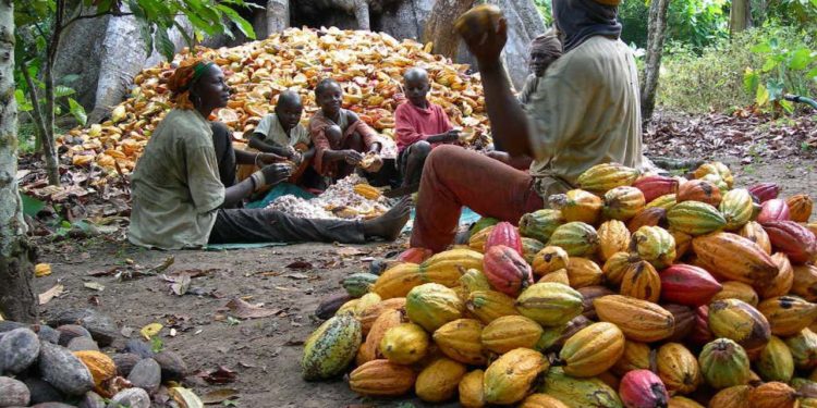 Ghana surpasses Ivory Coast in cocoa production in 2022/23 crop season