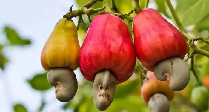Cashew Nut Exports: Ghana’s credibility as source of quality cashew nuts at risk