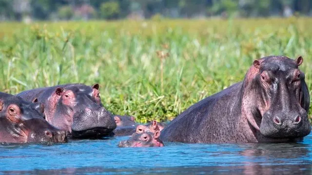 Malawi hippo in deadly attack on packed river boat