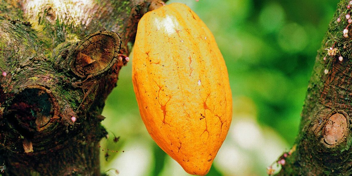 Ghana spearheads efforts to establish African Cocoa Exchange for price control of commodity
