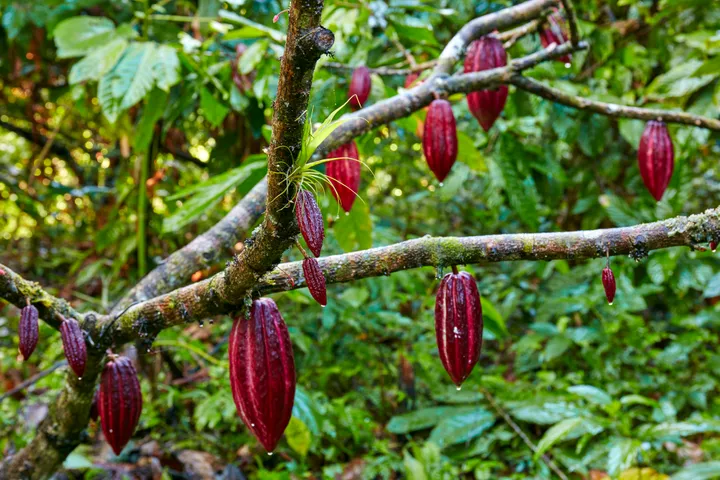 We would beat the Deadline for clearing of Cocoa backlogs for unplanted Cocoa - District Cocoa Officer