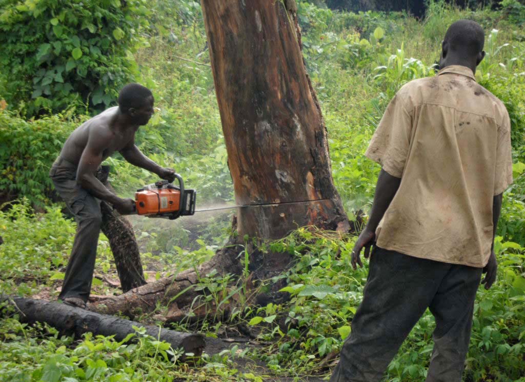 Armed Timber Operators threatening Forest Guards - District Forest Manager