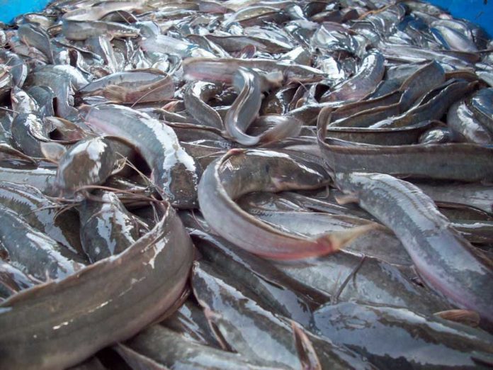 Ejisu Club makes successful catfish harvesting for the last quarter of 2023