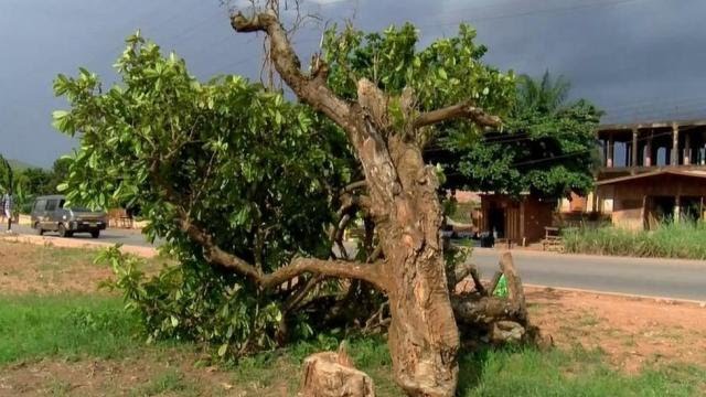 Komfo Anokye tree suspect still in custody for failing to meet ¢20k bail conditions
