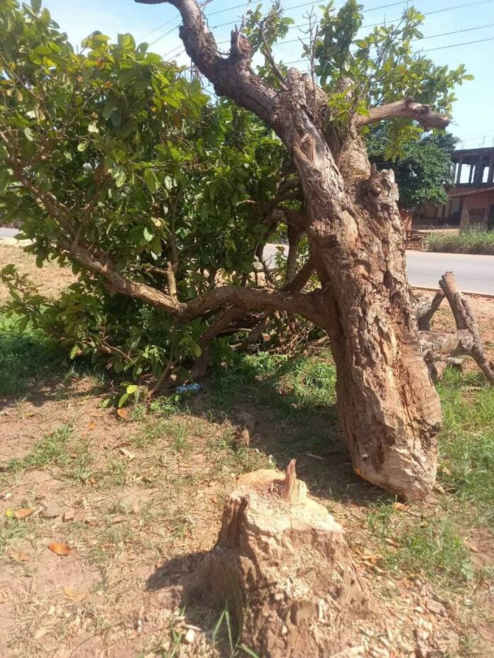 Manhyia probes felling of centuries-old cola tree planted by Okomfo Anokye in Feyiase