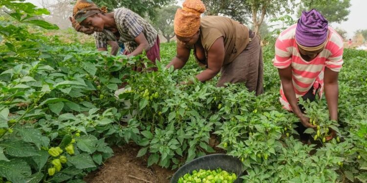 CSO Budget Forum advocates for $300m investment in agriculture from $3bn IMF ECF