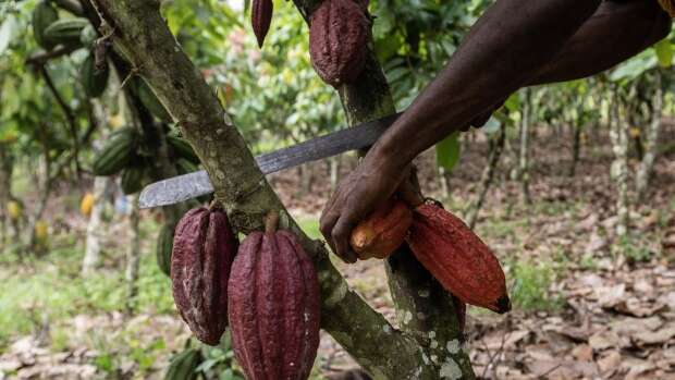 Cocoa rally fuels bean theft, soaring rents in Cameroon, Nigeria