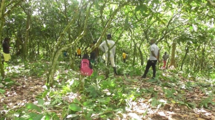 COCOBOD engages cocoa farmers in pruning exercise