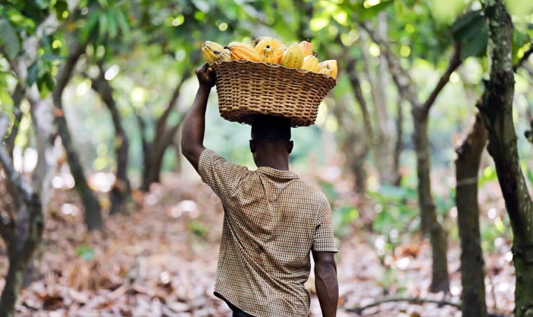 Cocoa Farmers Urged To Vote Against NPP for Collapsing The Sector