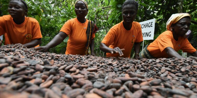 IMANI Ghana reveals $2,489 annual income gap between cocoa farmers’ earnings and household needs