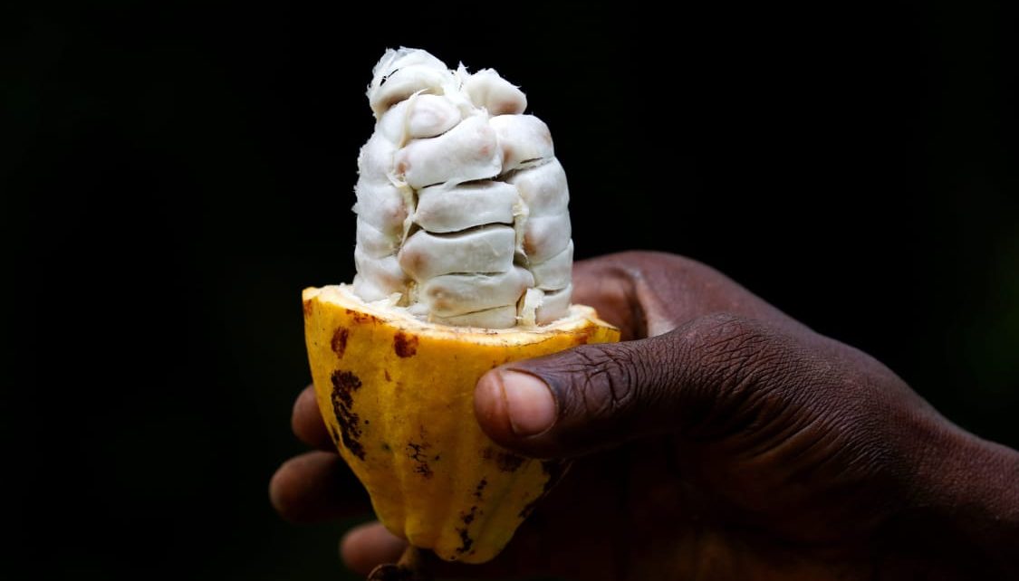 Tetteh Quarshie Did Not Swallow Cocoa Bean To Ghana- Historian
