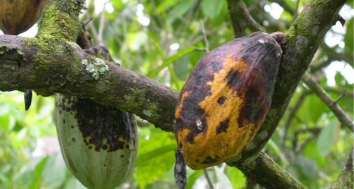 Weather conditions, disease devastate Ghana’s cocoa sector; production estimated at 492,000mt for 2023/24 season