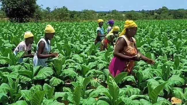 Ghana’s $12.6bn agriculture sector struggles with funding amid climate change risks