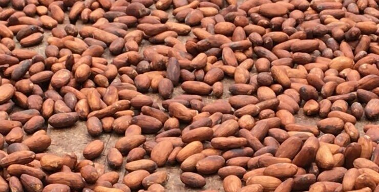 Cocoa beans are in short supply: what this means for farmers, businesses and chocolate lovers