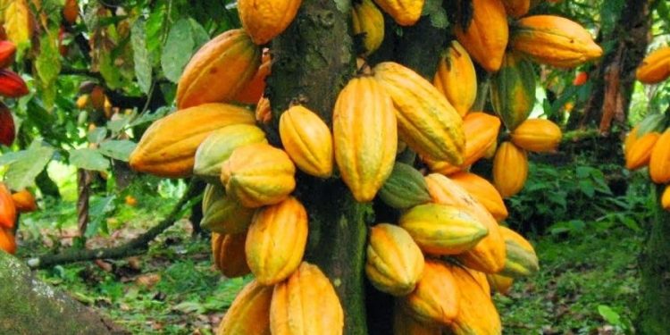 400 acres of cocoa farms at risk as mining exploration begins in Atwima Nwabiagya