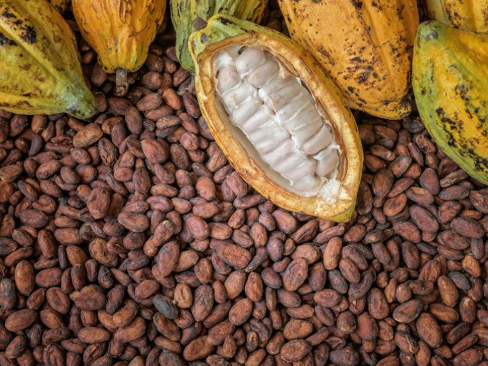 Cocoa Produce Buying Company at risk of collapse
