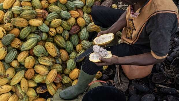 Cocoa slumps 26% in two days, paring back historic rally