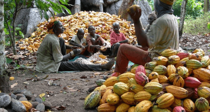 Minority presses for increase in Cocoa farm-gate price to offset farmers’ income decline