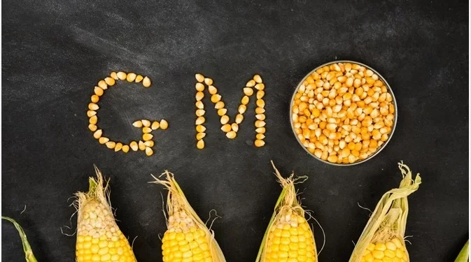 Peasant Farmers Association of Ghana condemns Gov’t’s approval and commercialization of 14 GMO products