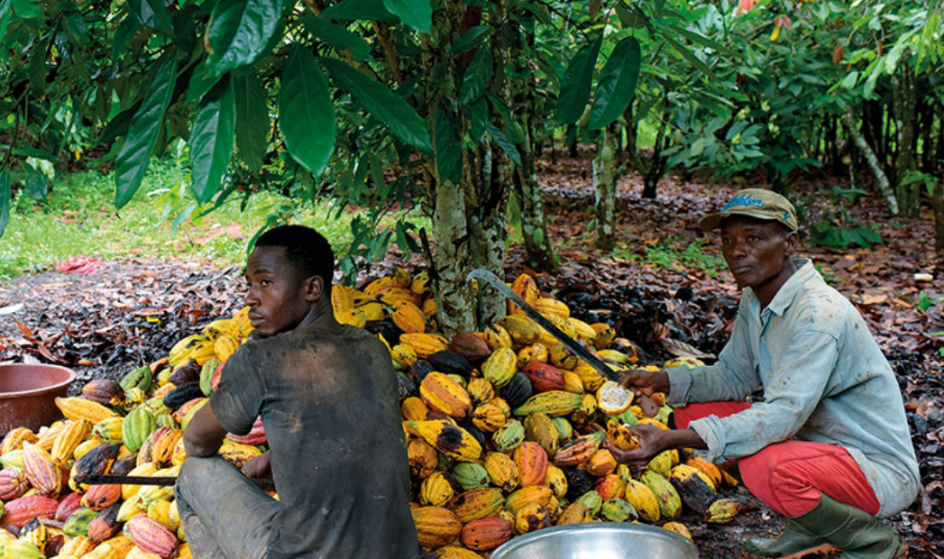 COCOBOD Scams Cocoa Farmers: Pays US$ 2,500 Despite US$10,000 Windfall on World Market Prices