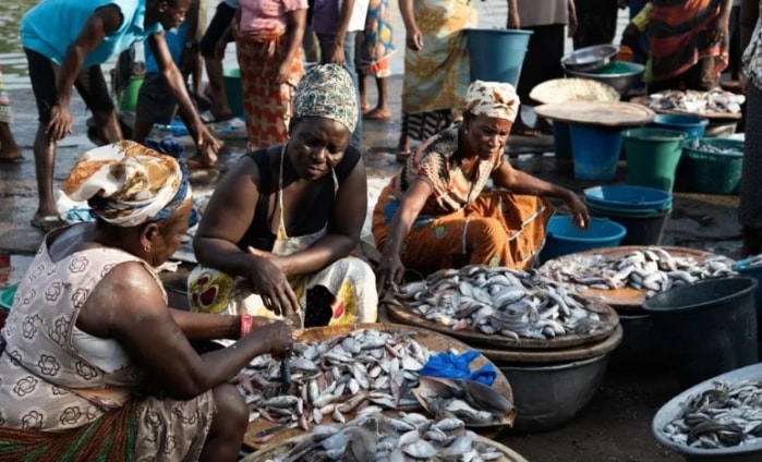 West Africa’s falling fish stocks: illegal Chinese trawlers, climate change and artisanal fishing fleets to blame
