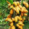Cocoa Beans Sell Nearly 100% Higher in Togo, Fueling Smuggling from Ghana