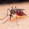 Egypt Declared Malaria-free After 100-year Effort