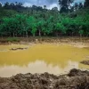 Twin Threats Loom Over Ghana’s Cocoa Sector: Metal Residue Contamination and EU Deforestation Regulation